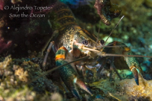 River Shrimp, Las Estacas Mexico by Alejandro Topete 